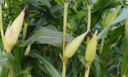 மக்காச்சோளத்தை அரசே கொள்முதல் செய்ய வேண்டும் - விவசாயிகள் வலியுறுத்தல்