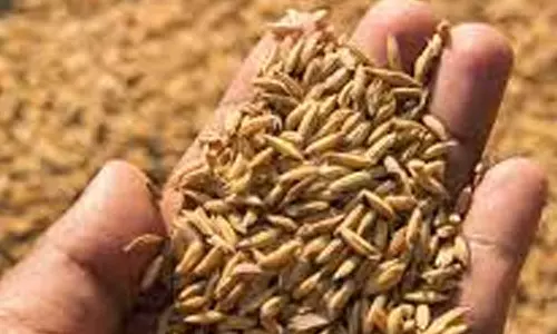 விதை நெல் விற்பனை செய்யக்கூடாது - அதிகாரி எச்சரிக்கை