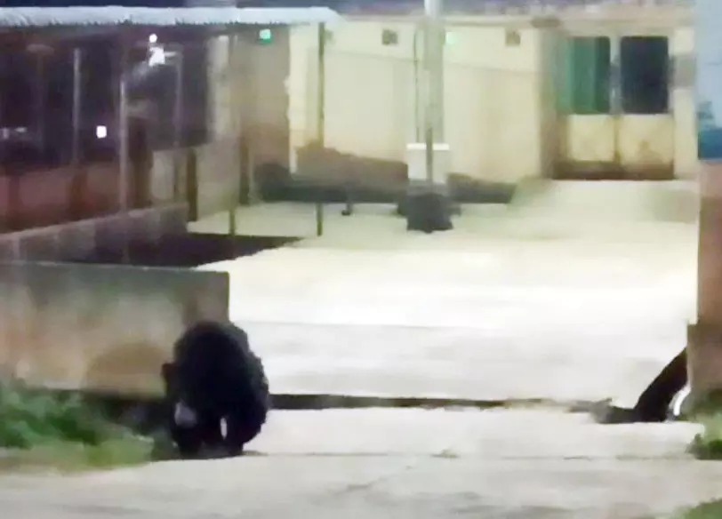 கோத்தகிரியில்  அரசு ஆஸ்பத்திரிக்குள் சுற்றிய கரடி