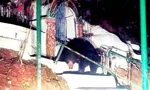 மஞ்சூர் அருகே கோவிலில் பூஜை பொருட்களை சூறையாடி எண்ணையை குடித்த கரடி