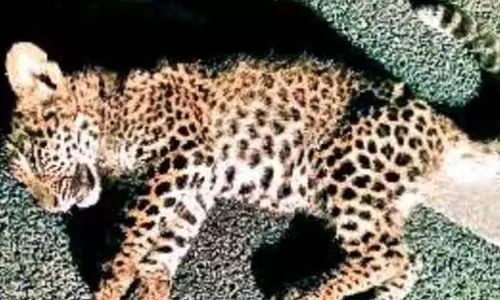 திருப்பதி மலைப்பாதையில் வாகனம் மோதி சிறுத்தை குட்டி பலி