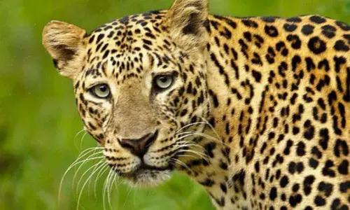 பெரியகுளம் அருகே சிறுத்தை தாக்கி ஜல்லிக்கட்டு காளை பலி