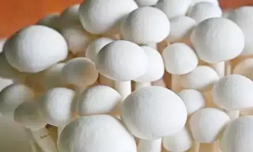 காளான் உற்பத்தி மையம் அமைக்க  பெண் விவசாயிகளுக்கு  ரூ.1 லட்சம்   மானியம்