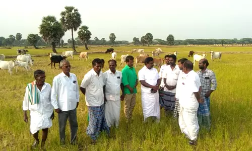 10 ஆயிரம் ஏக்கர் நெற்பயிர்களுக்கு இழப்பீடு வழங்க வேண்டும்
