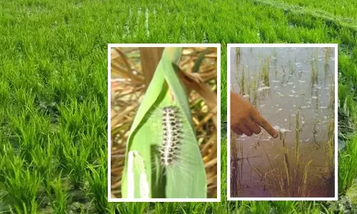 கருங்குளம் வட்டாரத்தில் கூண்டுப்புழு -இலை சுருட்டு புழு தாக்குதலை கட்டுப்படுத்தும் முறைகள் -வேளாண்மை உதவி இயக்குனர் தகவல்