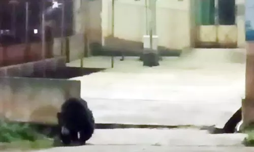 கோத்தகிரியில்  அரசு ஆஸ்பத்திரிக்குள் சுற்றிய கரடி