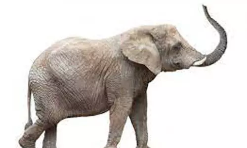 யானைகள் தண்டவாளத்தை கடக்க  நிலத்தடி பாலம் அமைப்பு