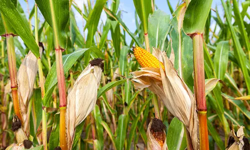 தொடர் மழையால் மக்காச்சோளப்பயிர்கள் சேதம்