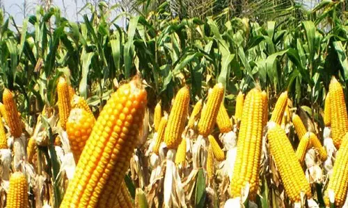 கொள்முதல் விலை குறைவால் மக்காச்சோளம் சாகுபடி விவசாயிகள் பாதிப்பு