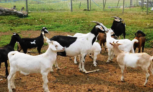 வரத்து குறைவால் ஆடுகள் விலை உயர்வு