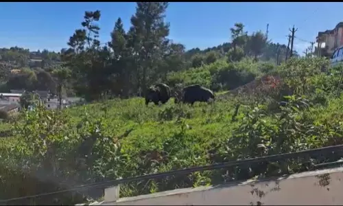 கோத்தகிரியில் குடியிருப்பு அருகே சண்டையிட்டு கொண்ட காட்டெருமைகள்