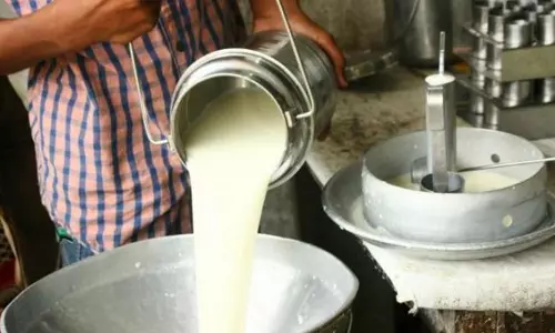 தரமற்ற தீவனத்தால் பால் உற்பத்தி பாதிப்பு