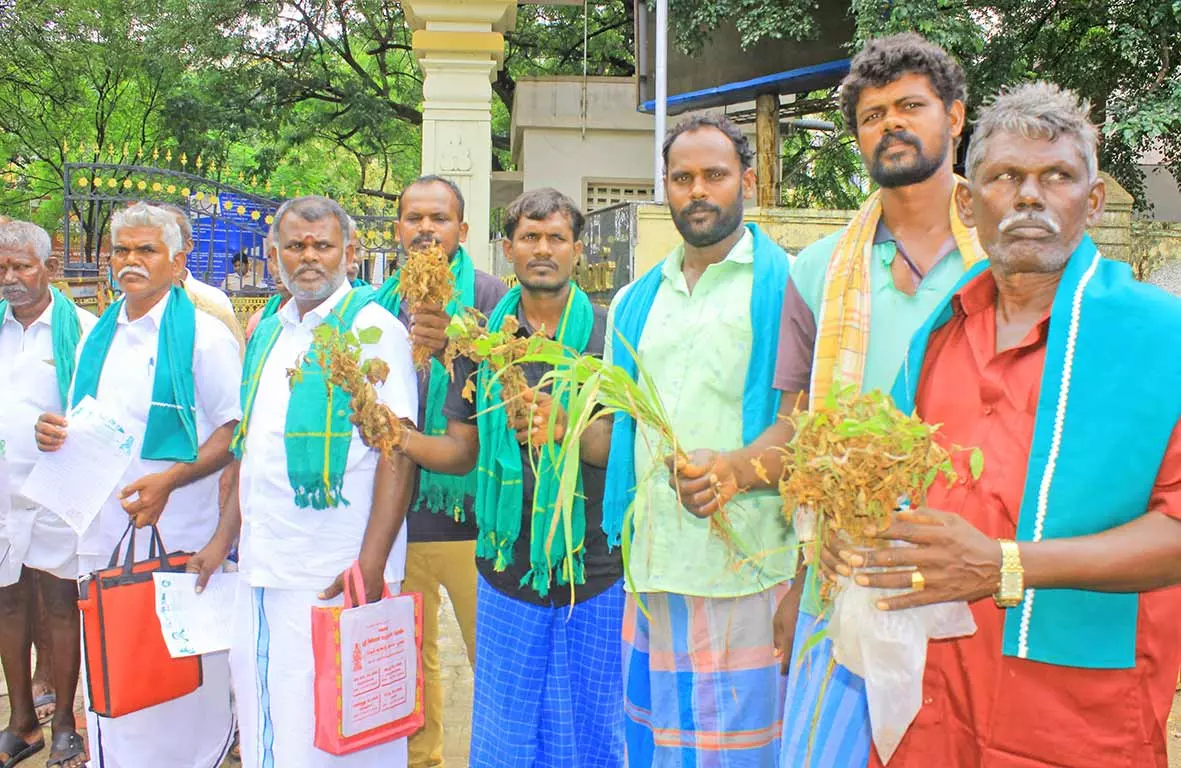 நெல்லை கலெக்டர் அலுவலகத்திற்கு அழுகிய பயிர்களுடன் மனு கொடுக்க வந்த விவசாயிகள்