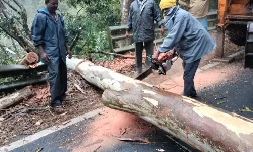 திண்டுக்கல் மாவட்டத்தில் சாரல் மழை- கொடைக்கானலில் மரம் முறிந்து போக்குவரத்து பாதிப்பு