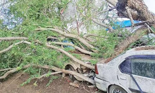 திண்டிவனத்தில் மரம் முறிந்து விழுந்ததில்  கார்- கடை சேதம்