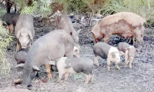 நெற்பயிர்களை சேதப்படுத்தும் பன்றிகளை அப்புறப்படுத்த வேண்டும்