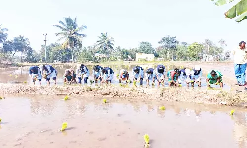 நெல் நடவு பணியில் ஈடுபட்ட வேளாண் கல்லூரி மாணவிகள்