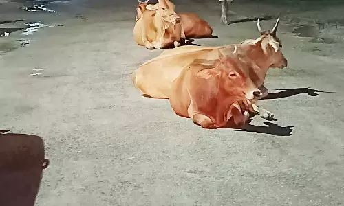 சாலையில் சுற்றித்திரிந்த மாடுகளை பிடித்த நகராட்சி ஊழியர்கள்