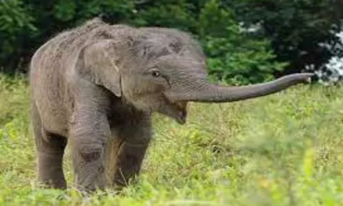 கூடலூர் அருகே சாலையோரம் நிறுத்தி வைத்திருந்த காரை சேதப்படுத்திய காட்டு யானை