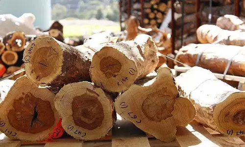 கூடலூருக்கு கடத்தப்பட்ட மரத்துண்டுகள் பறிமுதல்