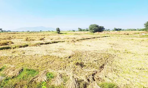 தொடர் மழையால் அறுவடைக்கு தயாரான நெற்பயிர்கள் நீரில் மூழ்கி நாசம்
