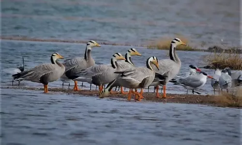 வரித்தலை வாத்து முதன்முறையாக முட்டுக்காடு ஏரிக்கு வருகை- பறவை ஆர்வலர்கள் நெகிழ்ச்சி