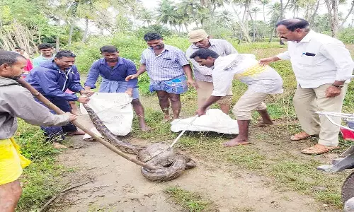 விவசாய நிலத்தில் பிடிப்பட்ட 15 அடி நீள மலைப்பாம்பு