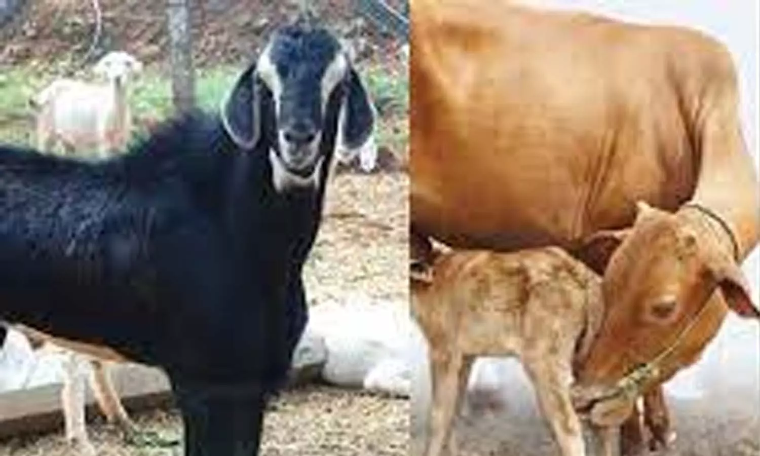 வெள்ளகோவில் அருகே கால்நடை மருத்துவ முகாம் வெள்ளகோவில் அருகே கால்நடை மருத்துவ முகாம்