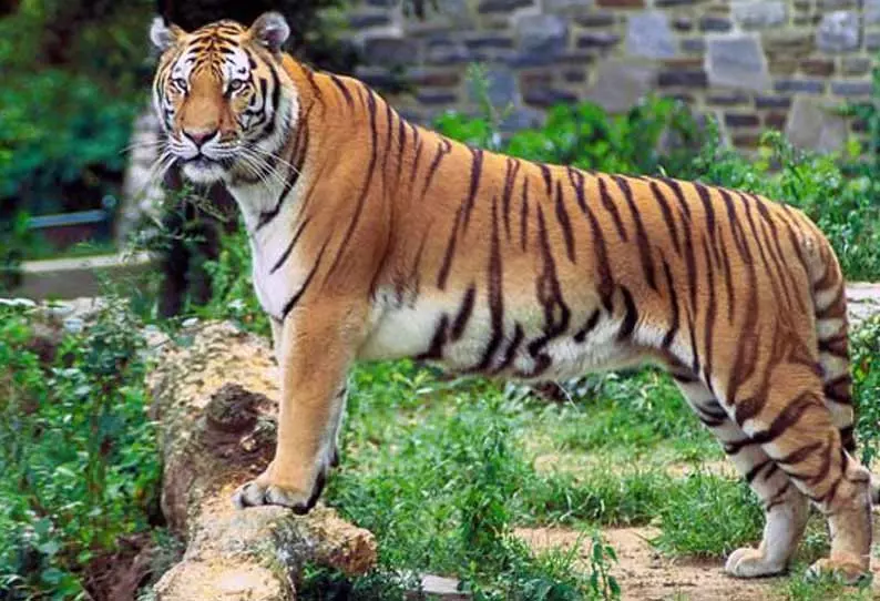 புலியை கண்டு ரசித்த சுற்றுலா பயணிகள் புலியை கண்டு ரசித்த சுற்றுலா பயணிகள்