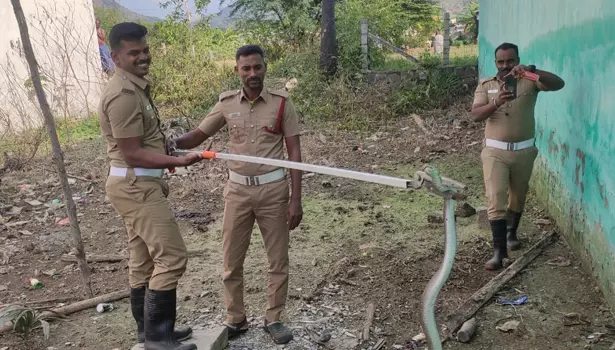 குடியிருப்பு பகுதிக்குள் புகுந்த 2 பாம்புகள் பிடிபட்டது குடியிருப்பு பகுதிக்குள் புகுந்த 2 பாம்புகள் பிடிபட்டது