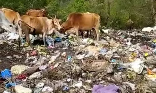 மன்னவனூரில் சாலையோரம் கொட்டப்படும் கழிவுகளை உண்ணும் கால்நடைகளுக்கு ஆபத்து