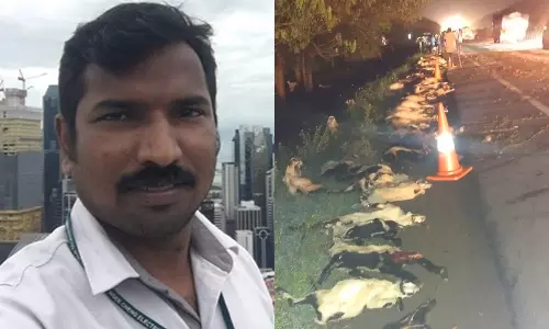 வேப்பூர் அருகே தறி கெட்டு ஓடிய பஸ் மோதி 125 ஆடுகள் பலி- உரிமையாளரும் உயிரிழப்பு