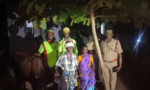 ஆலங்குடியில் கழிவு நீர் தொட்டியில் விழுந்த பசுமாடு மீட்பு