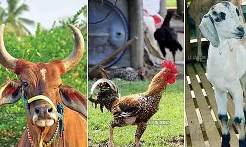 மழைக்காலங்களில் கால்நடைகளை நோய்களில் இருந்து  பாதுகாக்கும் வழிமுறைகள் - டாக்டர்கள் விளக்கம்