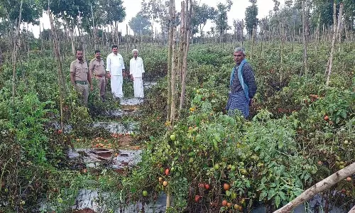 ராயக்கோட்டை அருகே தக்காளி தோட்டத்தை நாசம் செய்த காட்டுயானைகள்