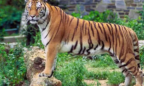 புலியை கண்டு ரசித்த சுற்றுலா பயணிகள்