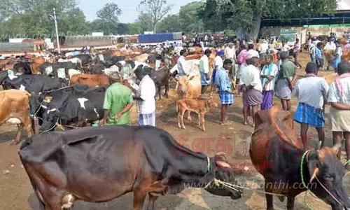 புதன்சந்தை மாட்டு சந்தையில் ரூ.2 கோடிக்கு மாடுகள் விற்பனை