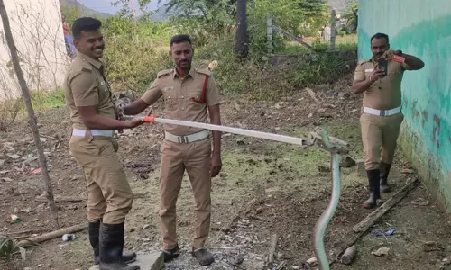 குடியிருப்பு பகுதிக்குள் புகுந்த 2 பாம்புகள் பிடிபட்டது