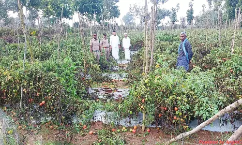 தக்காளி தோட்டத்தை   நாசம் செய்த காட்டுயானைகள்