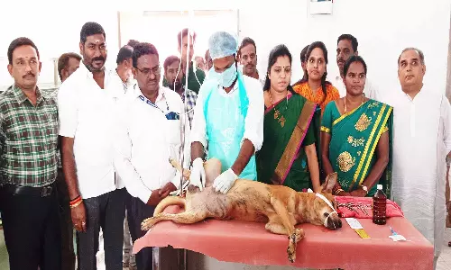 வேலூரில் 1200 நாய்களுக்கு கருத்தடை அறுவை சிகிச்சை