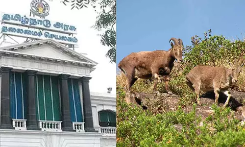 நீலகிரி வரையாடு திட்டத்திற்கு அரசாணை வெளியீடு- தமிழக அரசு நடவடிக்கை