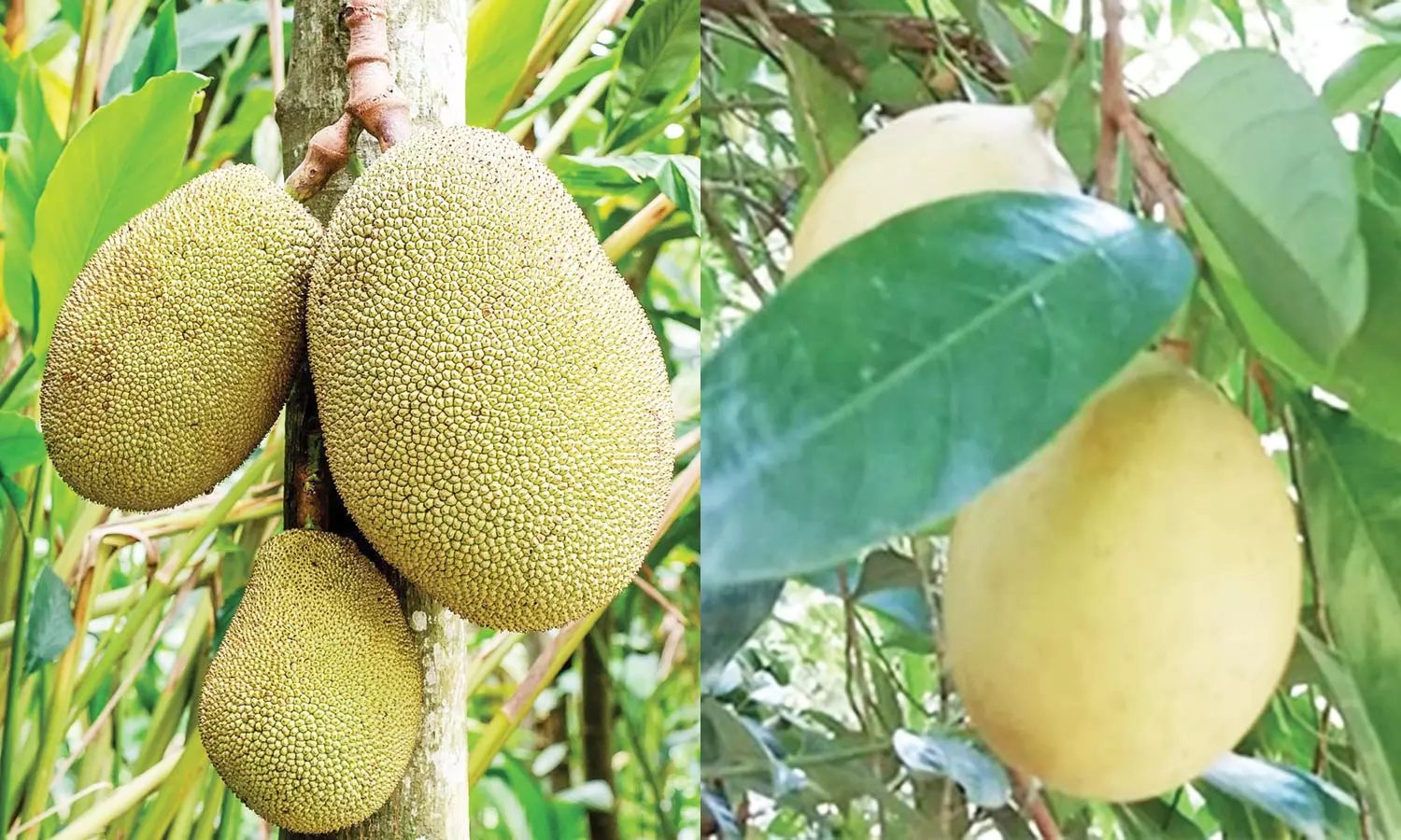 பழமை மாறாத பாரம்பரியம்- கொல்லிமலை பழங்கள், மூலிகைகளுக்கு மவுசு அதிகரிப்பு பழமை மாறாத பாரம்பரியம்- கொல்லிமலை பழங்கள், மூலிகைகளுக்கு மவுசு அதிகரிப்பு