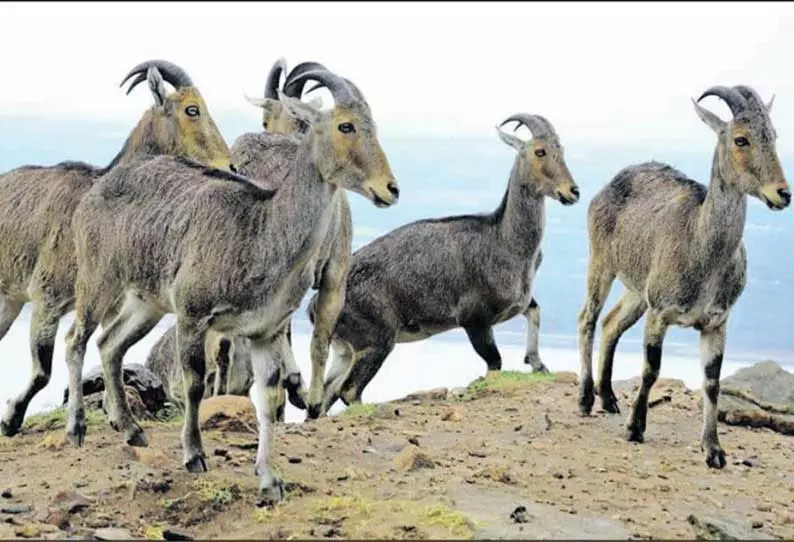 நீலகிரி வரையாடு திட்டத்துக்கு வன விலங்கு ஆா்வலா்கள் வரவேற்பு நீலகிரி வரையாடு திட்டத்துக்கு வன விலங்கு ஆா்வலா்கள் வரவேற்பு