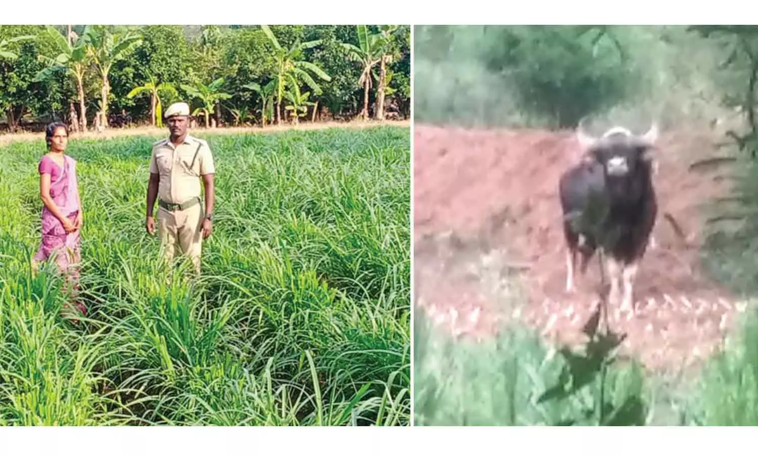 விளை நிலங்களில் புகுந்த காட்டெருமைகள் விளை நிலங்களில் புகுந்த காட்டெருமைகள்
