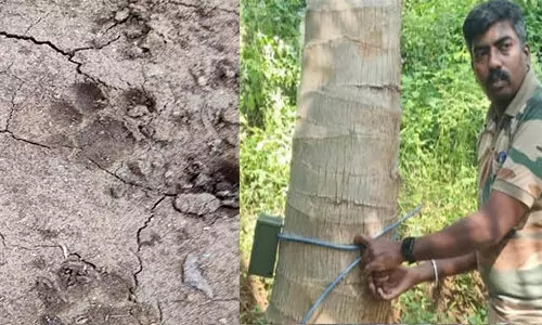 ஆத்தூர் அணைப்பகுதியில் சிறுத்தை நடமாட்டம் காமிராக்கள் பொருத்தி வனத்துறையினர் கண்காணிப்பு