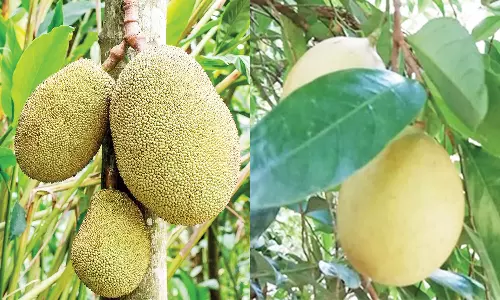 பழமை மாறாத பாரம்பரியம்- கொல்லிமலை பழங்கள், மூலிகைகளுக்கு மவுசு அதிகரிப்பு