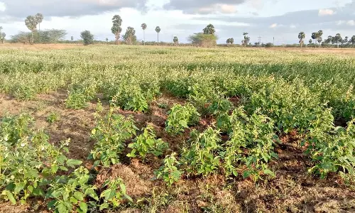 தண்ணீர் இல்லாததால் கருகும் நெற்பயிர்கள்