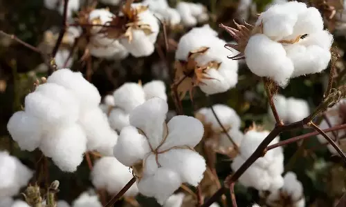 அவிநாசி வேளாண் கூட்டுறவு விற்பனை சங்கத்தில் ரூ.59 லட்சத்து 79ஆயிரத்துக்கு பருத்தி ஏலம்