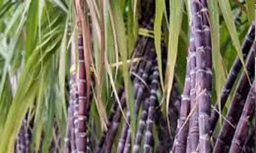 அடுத்த ஆண்டு முதல்பொங்கல் தொகுப்பில் 2 கரும்புகள் வழங்க வேண்டும் - விவசாயிகள் கோரிக்கை