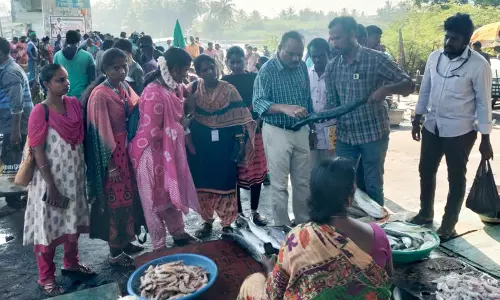 கடலூர் துறைமுகத்தில் ரசாயனம் கலந்த மீன்கள் விற்பனை செய்யப்படுகிறதா?  அதிகாரிகள் திடீர் ஆய்வு